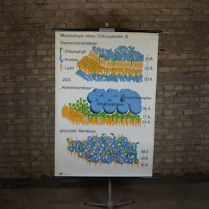 Chloroplast Membraan Morfologie, Plant Biologie: originele vintage jaren 1970 Duitse educatieve poster school muur grafiek roll down print Wetenschap