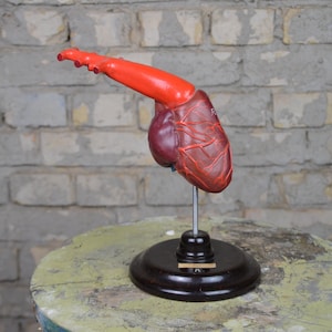 Shark Heart, antique anatomy model: RARE original vintage 1950s German university anatomical visual aid veterinary school vintage fish ALS