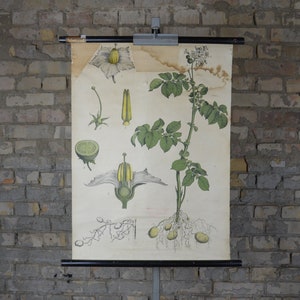 Aardappelplant, bloem: originele Engleder antieke jaren 1920 Duitse educatieve poster schoolwandkaart vintage lithografie botanische print jaren '20