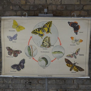 Butterfly Metamorphosis: original vintage 1950s escuela educativa alemana cartel gráfico de pared mariposas ilustración imprimir insectos antiguo