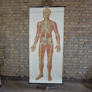 Skelett & Totenkopf, Menschliche Anatomie: Original Vintage 1960er Lehrposter Anatomie Schulwandkarte Totenkopf Druck Medizinische Kuriosität
