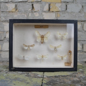 Antique Moth Shadowbox: original vintage 1950s educational Czech school specimen collection display case insect entomology oddity curiosity