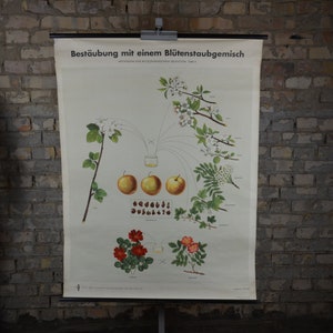 Pomology, Michurin selectie: ZELDZAME originele antieke jaren 1950 Duitse educatieve poster schoolwand grafiek roll down botanische print appelboom