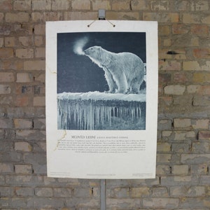 Oso polar: original antiguo de la década de 1940 cartel educativo checo carta de pared de la escuela RARE foto temprana impresión biología vintage V. J. Staněk zoología