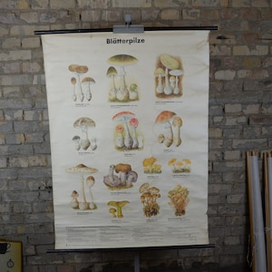 Funghi commestibili e velenosi, poster botanico vintage: originale carta da parati educativa tedesca degli anni '60 per la scuola elementare, stampa guida micologica