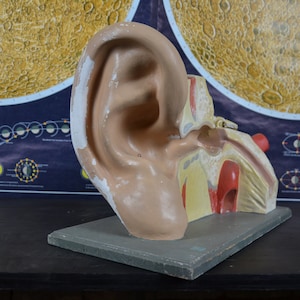 Human Ear Anatomy: Large antique anatomical model original vintage 1950s Hygienemuseum German medical educational school oddity plaster