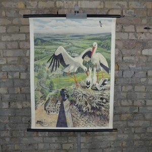 Storch, Vogelnest: original 1950er Jahre Schweizer Schulplakat Schulwandkarte Rolldruck Zugvögel antiker Kirchturm
