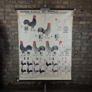 Chicken Genetics: originele vintage jaren 1930 Duitse educatieve poster school muur grafiek roll down print Rooster Hen Cock Mendel antieke wetenschap