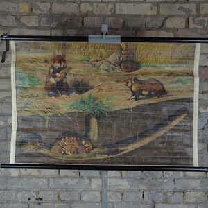 Hamster: original antique des années 1890 Allemand éducation école primaire affiche tableau mural animal imprimé faune lithographie rongeur terrier animal animal