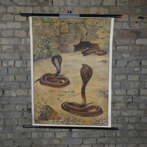Cobra indiano, serpente velenoso: originale vintage 1920 tedesco poster educativo scuola carta da parati stampa biologia rettili serpenti asiatici indù