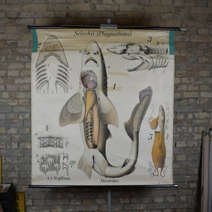 Tiburón, Selachii (Mustelus) de Paul Pfurtscheller: cartel de zoología antiguo original de la década de 1920 carta de pared de la escuela de peces litografía biología vintage