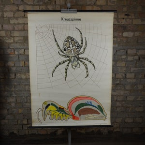 Garden Spider Anatomy: original vintage alemán 1960 cartel educativo escuela pared gráfico anatómico impresión telaraña rareza insecto antiguo