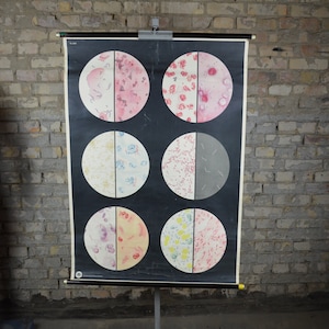 May include: A vintage medical chart featuring eight circular diagrams depicting various types of cells. The chart is black with white outlines, and the cells are coloured in shades of pink, red, blue, yellow, and grey.