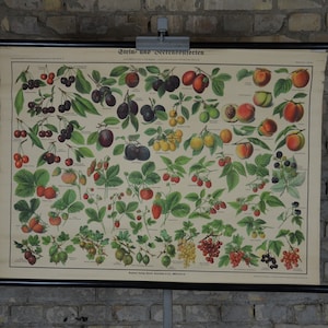 Berry Cultivars: originale antico 1920s tedesco scolastico poster wall chart piante mirtilli Ciliegia prugna lampone frutta vintage