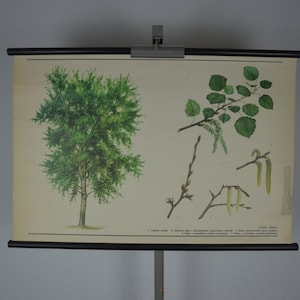 Tremble, Populus tremula: original vintage 1980s Affiche éducative tchèque tableau mural rouleau bas plante botanique parc forestier
