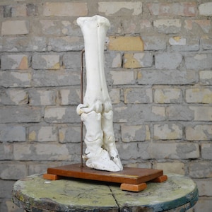 Articulated Cow Foot Skeleton, antique anatomy model: original 1920s German educational vintage veterinary anatomical mounted cattle hoof