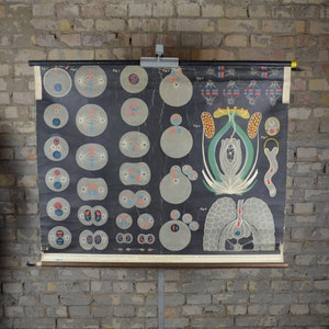 Mitose, Oogenese, Spermatogenese: originele antieke jaren 1920 Duitse educatieve poster school muur grafiek afdrukken cellen wetenschap planten dieren