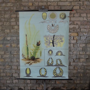 Éponge d’eau douce: original Jung Koch Quentell vintage allemand des années 1960 affiche éducative pull down carte scolaire biologie illustration zoologie