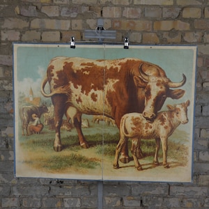 Mucca e vitello: originale antico 1890 scuola elementare tedesca poster parete grafico anatomico vintage litografia educativa latte da latte