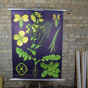 Canola, koolzaadplant, vintage botanische print: originele jaren 70 Duitse educatieve poster schoolwandkaart Jung Koch Quentell zwarte bloem