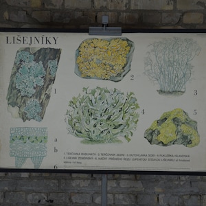 Lichen: originale vintage 1960 ceco poster educativo scuola carta da parati stampa piante biologia botanica foresta cianobatteri alghe decoro