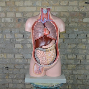 SOMSO Anatomical Torso: vintage anatomy model original 1970s German medical educational antique oddity med school organs heart complete