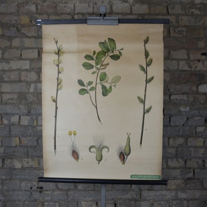 Brauner Baum, Ziegenweide: original Engleder antik 1920er Jahre Deutsches Lehrplakat Schulwandbild Vintage Lithographie botanischer Druck 20er Jahre