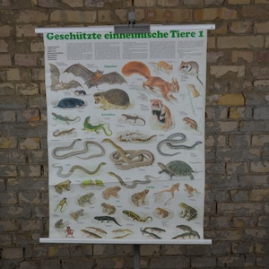 Petits animaux protégés, chauves-souris, souris, etc. : affiche originale d'école primaire allemande vintage des années 1980, tableau mural imprimé jardin animalier