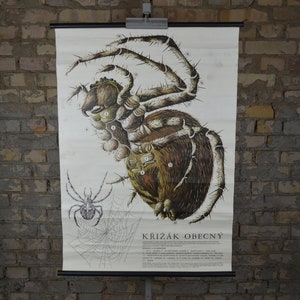 Araignée diadème : affiche éducative originale tchèque des années 1970, tableau mural scolaire, impression anatomique, toile d'araignée, curiosité scientifique, anatomie