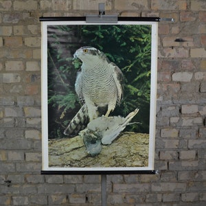 Habicht, Greifvogel: Original Lehrtafel Schulwandkarte, 1970er Jahre, Roll Poster, Schulposter, Ornithologie, Zoologie
