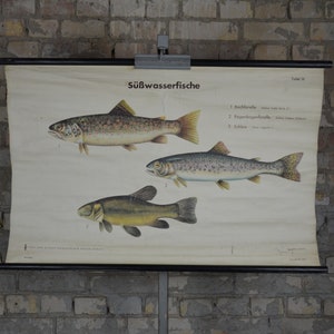 Poisson d'eau douce : affiche éducative allemande vintage originale des années 1960 roll down school wall chart Zander Cuisine Kitchen decor print antique