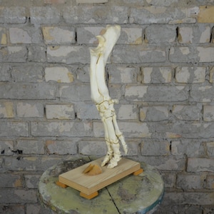 Pig Foot Anatomy, antique anatomy model: original 1970s educational vintage veterinary anatomical lifesize sow articulated leg skeleton