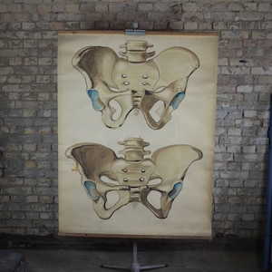 Männlicher & weiblicher Hüftknochen, Menschliche Anatomie, Skelett: außergewöhnlich handgemalt original antik 1940er Jahre medizinisches Lehrposter Chart Pathologie