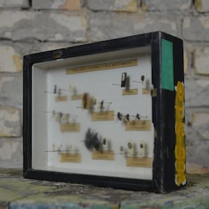 Insects, antique biology shadowbox: original 1950s educational Czech school specimen collection display case box beetles vintage entomology