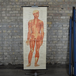 Ecorché Menschliche Anatomie, männlicher Körper: original antik 1920er Jahre Lehrposter Muskeln anatomische Schule Wandkarte Roll down Lithografie