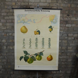 Pear Hybrids: ZELDZAME originele antieke jaren 1950 Duitse vintage educatieve poster school muur grafiek botanische print fruitboom Beurré Royal