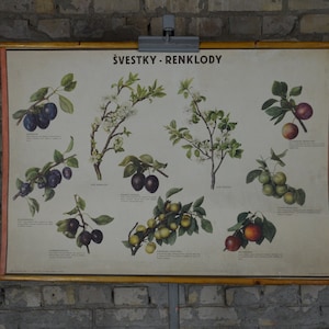 Cultivares de ameixa, Ed Demartini: original vintage dos anos 1950, pôster da escola educacional tcheca, gráfico de parede, impressão botânica, planta, pomar, biologia, frutas