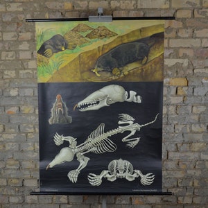 Mole Anatomy, Skeleton: original vintage 1950s Affiche éducative allemande carte murale de l’école rouleau bas imprimé biologie Jung Koch Quentell