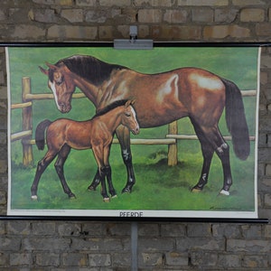 Cheval & Poulain : original vintage années 1950 Affiche vétérinaire autrichienne école tableau mural antique grande impression anatomique équitation équine