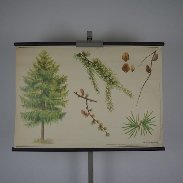 European Larch tree, Larix decidua: original vintage 1980s Czech educational poster school wall chart roll down print plant botanical forest