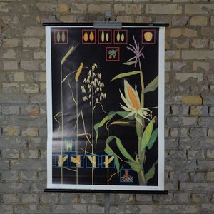 Types de céréales, céréales: millésime original des années 1960 Affiche éducative allemande tableau mural rouleau bas imprimé noir Plantes blé seigle maïs