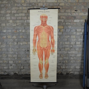 Ecorché Menschliche Anatomie, männlicher Körper: original antik 1920er Jahre Lehrposter Muskeln anatomische Schule Wandkarte Roll down Lithografie