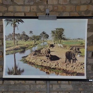 Büffel im Niltal, Ägypten: Original Vintage 1970er Jahre Deutsches Bildungsposter Schulwandkarte Rollkarte Fotodruck Landwirtschaft