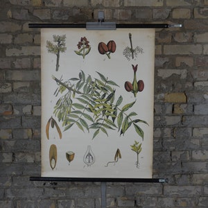 Fraxiunus Excelsior, Europäischer Eschenbaum: Original Vintage 1920er Lehrposter Schule Wandkarte antike Lithographie Druck