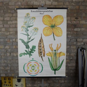 Canola, koolzaadplant, vintage botanische print: originele jaren 1970 Duitse educatieve poster schoolwandkaart grote pull-down print antiek