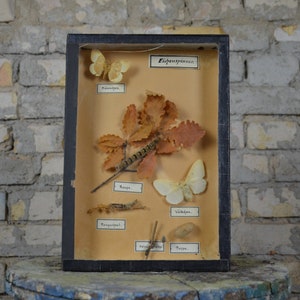 Antieke Oak Moth Shadowbox: originele vintage jaren 1920 educatieve Duitse school specimen collectie vitrine insecten entomologie eigenaardigheid curiosa