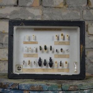 Antique entomology shadowbox: original 1950s educational school insect specimen collection display vintage Beetles Wasps Flies Anatomy