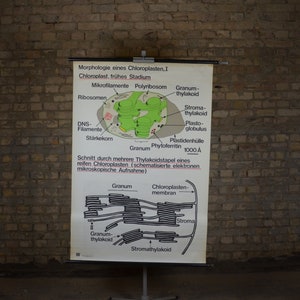 Morfologie van de Chloroplast, Celbiologie: originele vintage jaren 1970 Duitse educatieve poster school muur grafiek rol naar beneden print Wetenschap