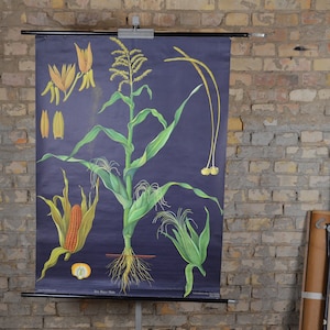 Maïs, maïs: vintage original allemand des années 1960 affiche pédagogique botanique carte murale de l’école Jung Koch Quentell impression de plantes noir Biologie