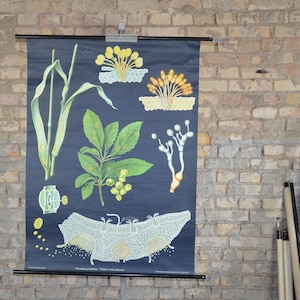 Fungus, Wheat rust, puccinia: original vintage 1960s German educational poster school wall chart roll down print Jung Koch Quentell JKQ